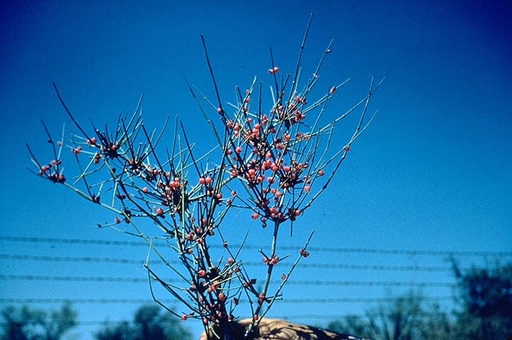 Mormon tea (Ephedra antisyphilitica)