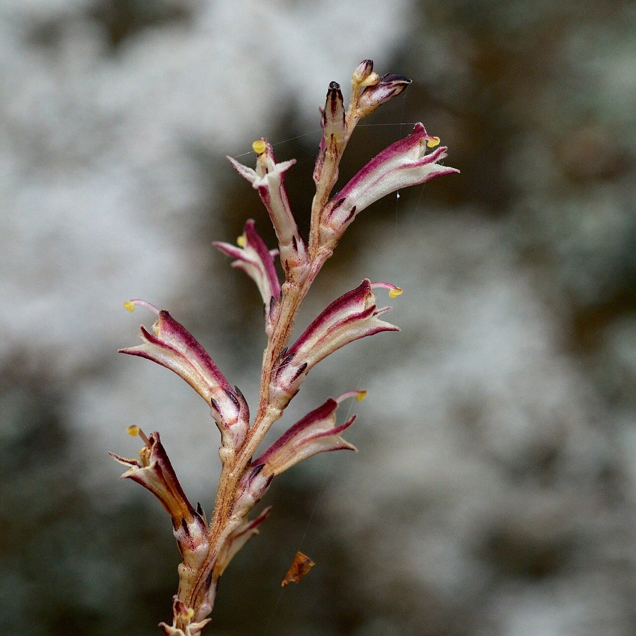 Beechdrops (Epifagus virginiana)