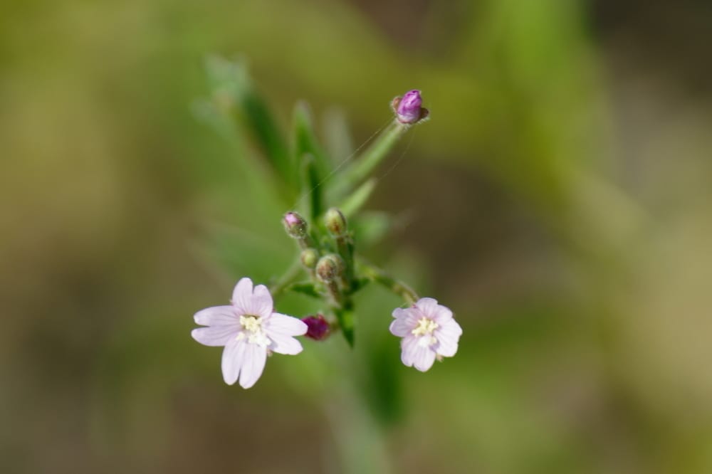 Fringed willowherb (Epilobium ciliatum ssp. ciliatum)