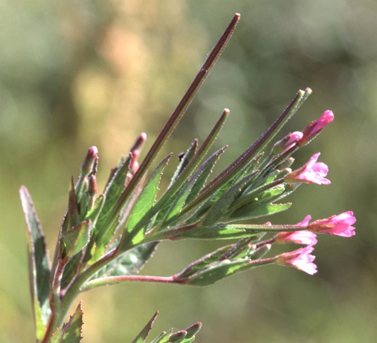 Fringed willowherb (Epilobium ciliatum)