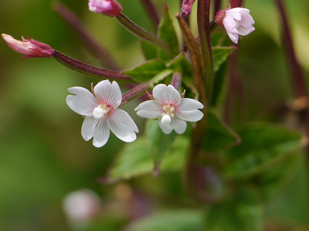 Purpleleaf willowherb (Epilobium coloratum)