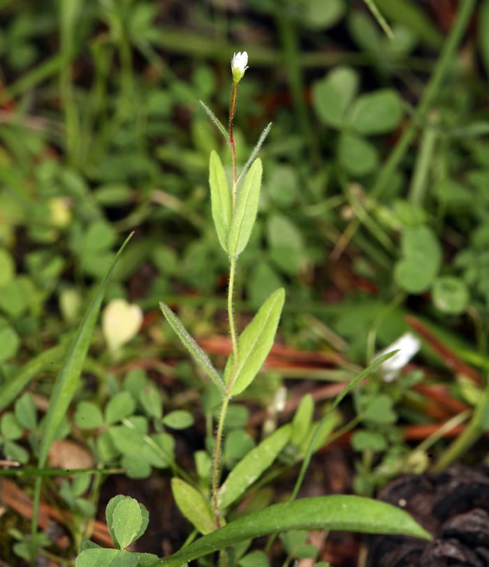 Glandular willowherb (Epilobium halleanum)