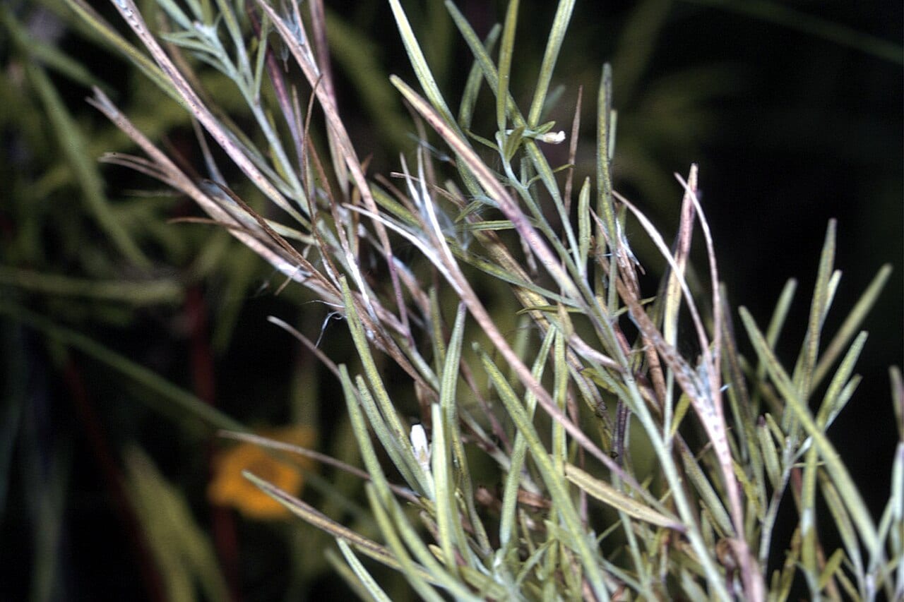 Bog willowherb (Epilobium leptophyllum)