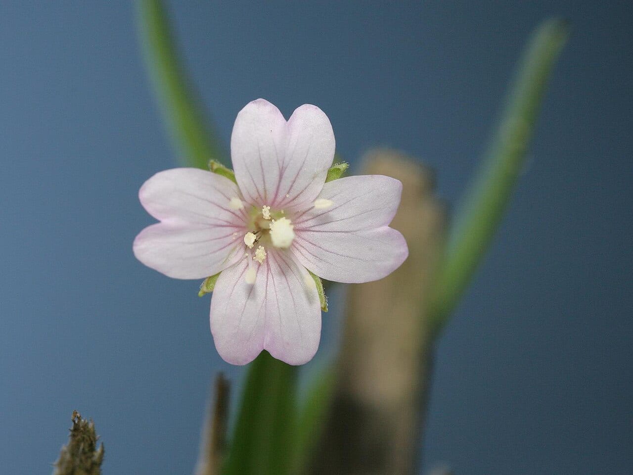 Marsh willowherb (Epilobium palustre)