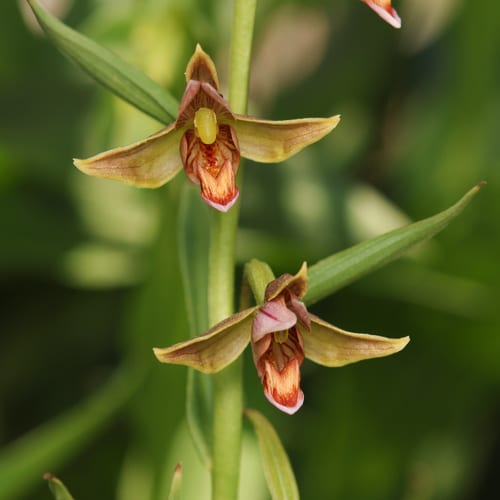Stream orchid (Epipactis gigantea)