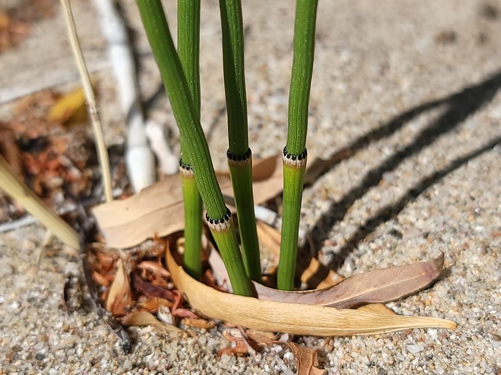 Ferriss' horsetail (Equisetum × ferrissii)