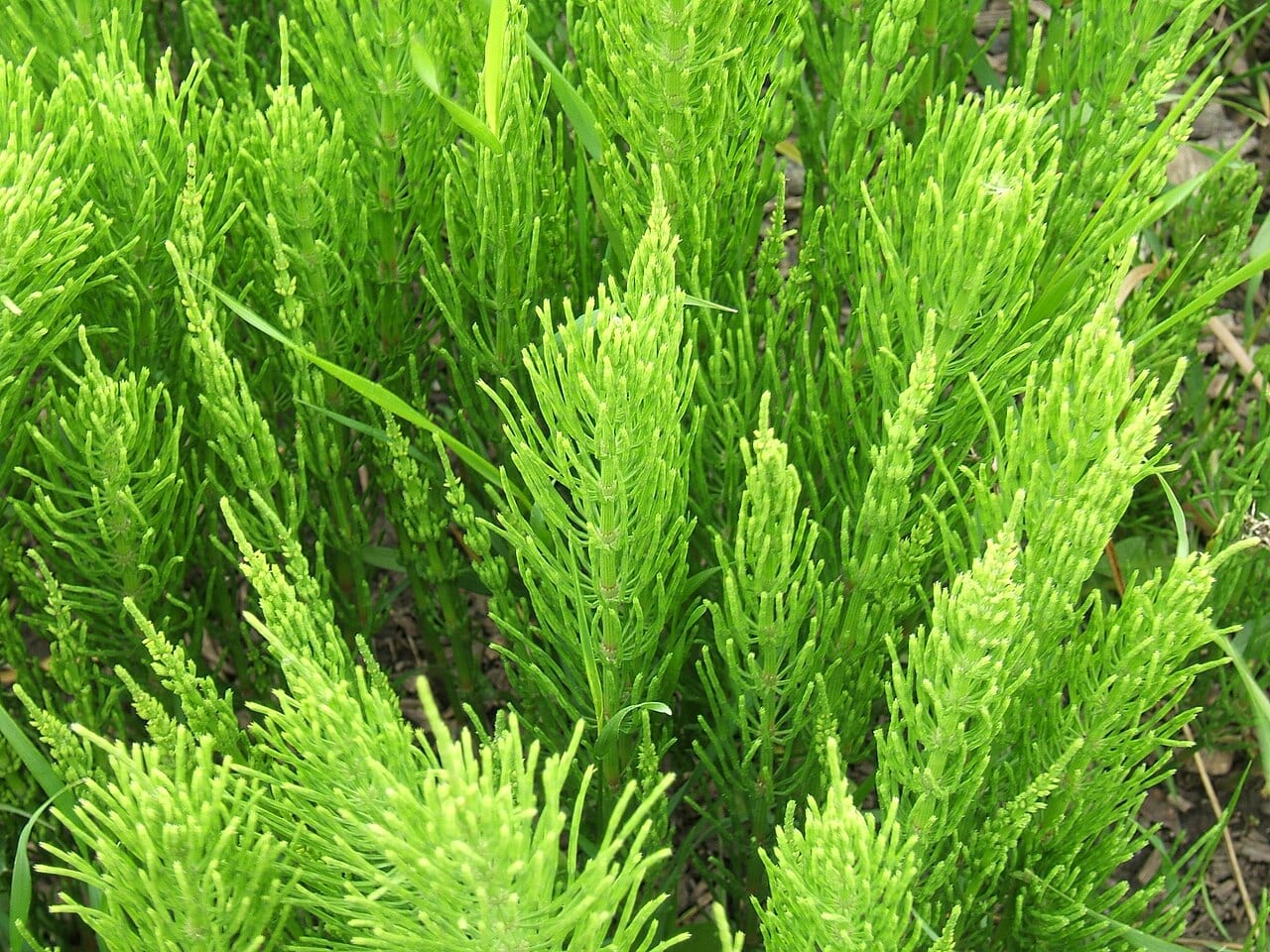 Field horsetail (Equisetum arvense)