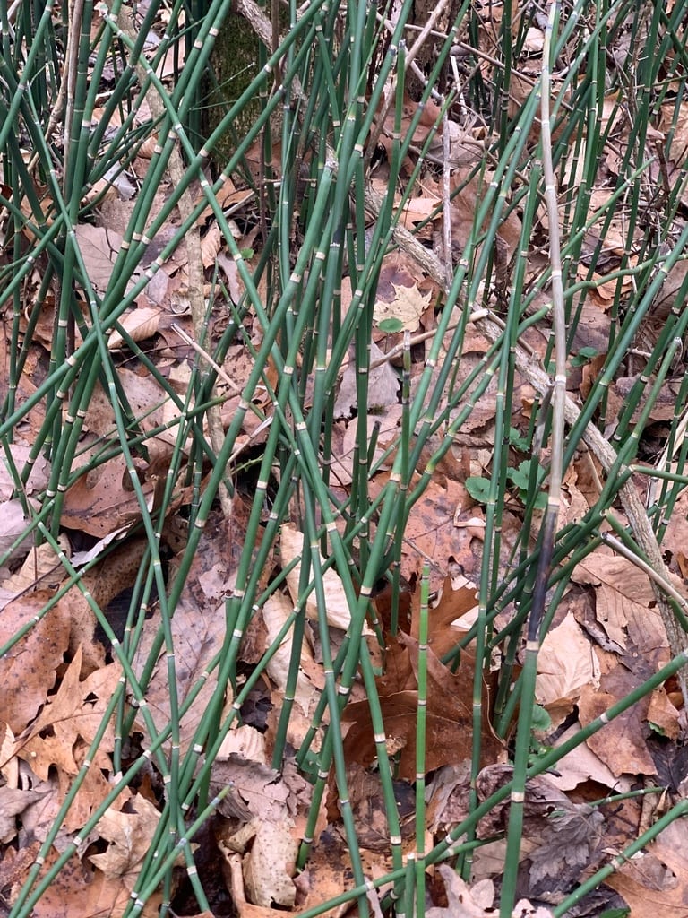 Scouring-rush horsetail (Equisetum hyemale var. affine)