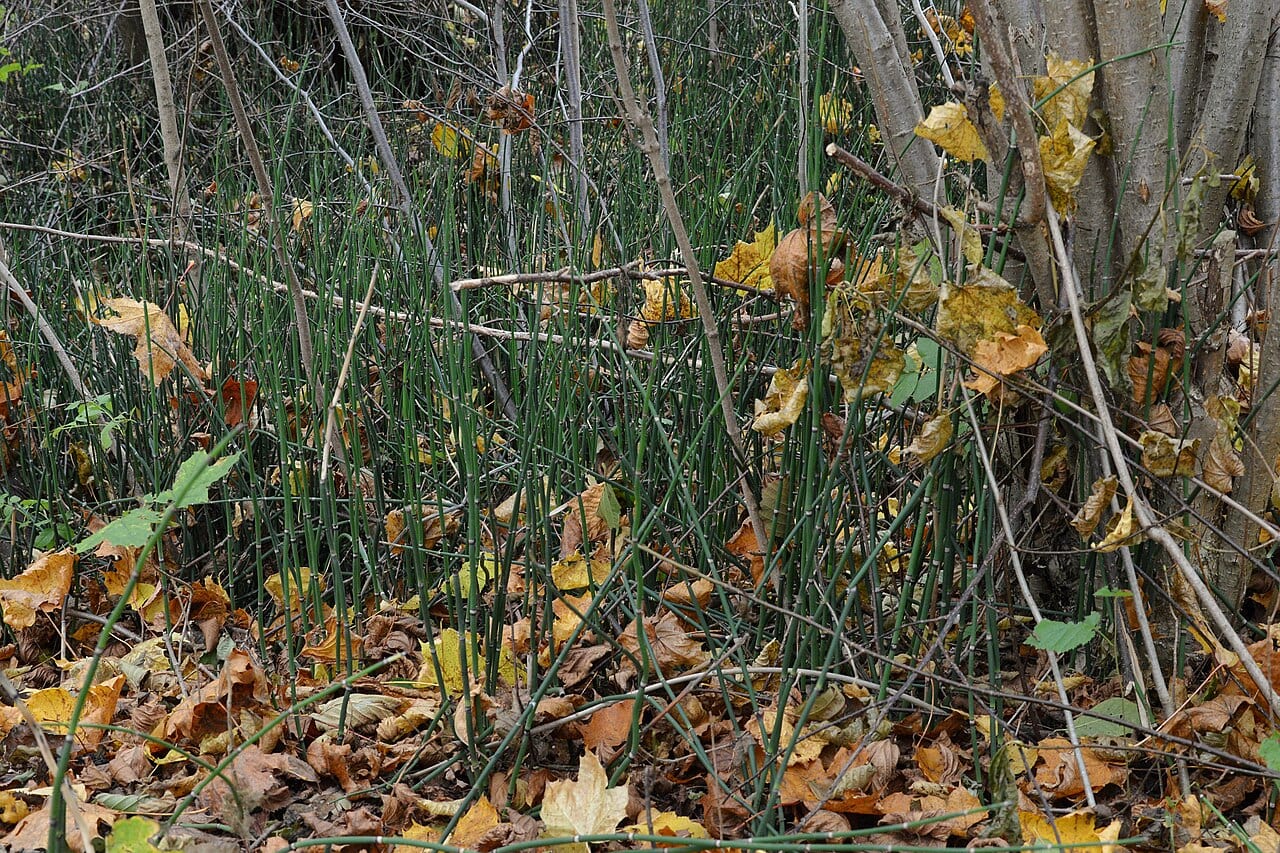 Scouring-rush horsetail (Equisetum hyemale)