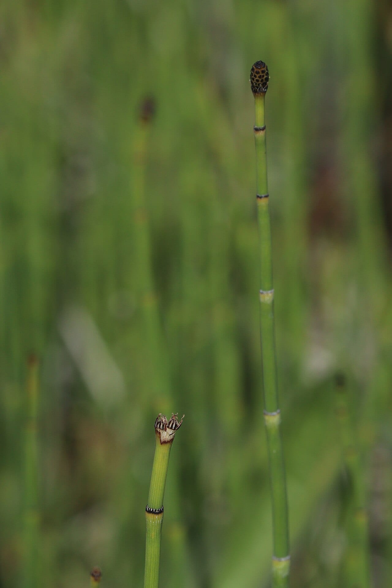 Smooth horsetail (Equisetum laevigatum)