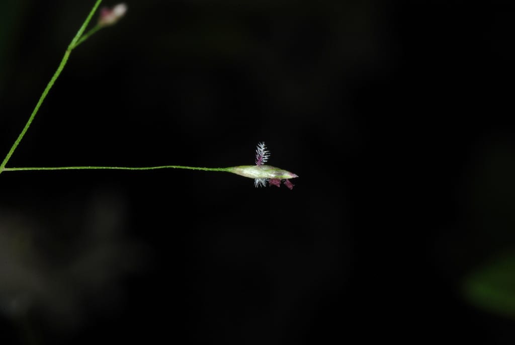 Lace grass (Eragrostis capillaris)