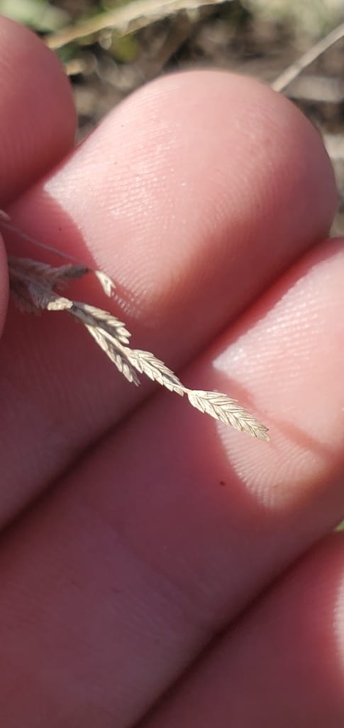 Gummy lovegrass (Eragrostis curtipedicellata)