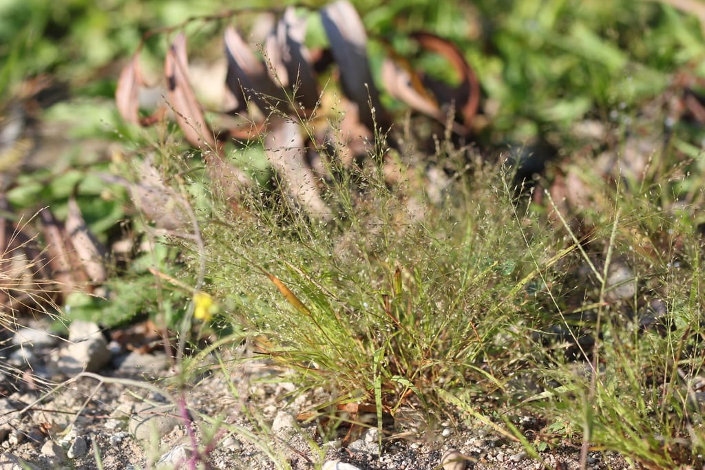 Sandbar love grass (Eragrostis frankii)