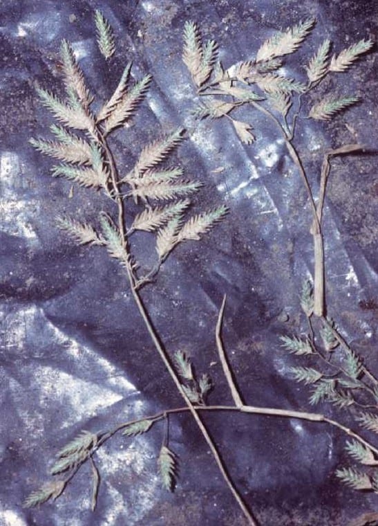Teal lovegrass (Eragrostis hypnoides)