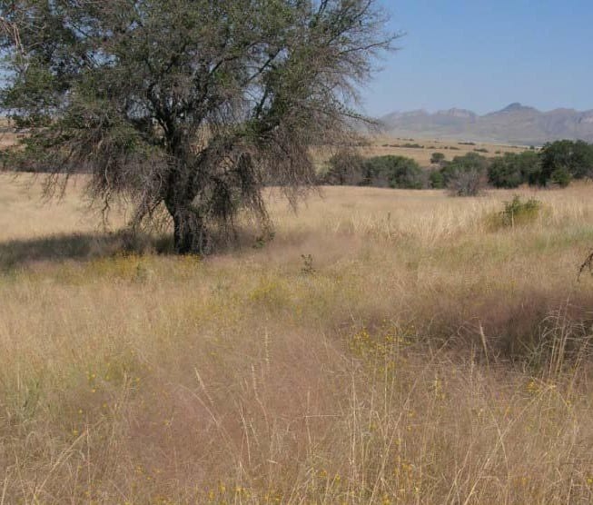 Plains lovegrass (Eragrostis intermedia)