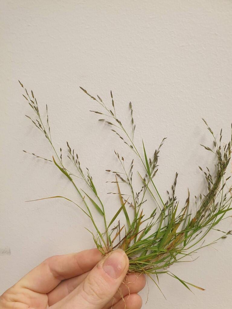 Desert lovegrass (Eragrostis pectinacea var. miserrima)