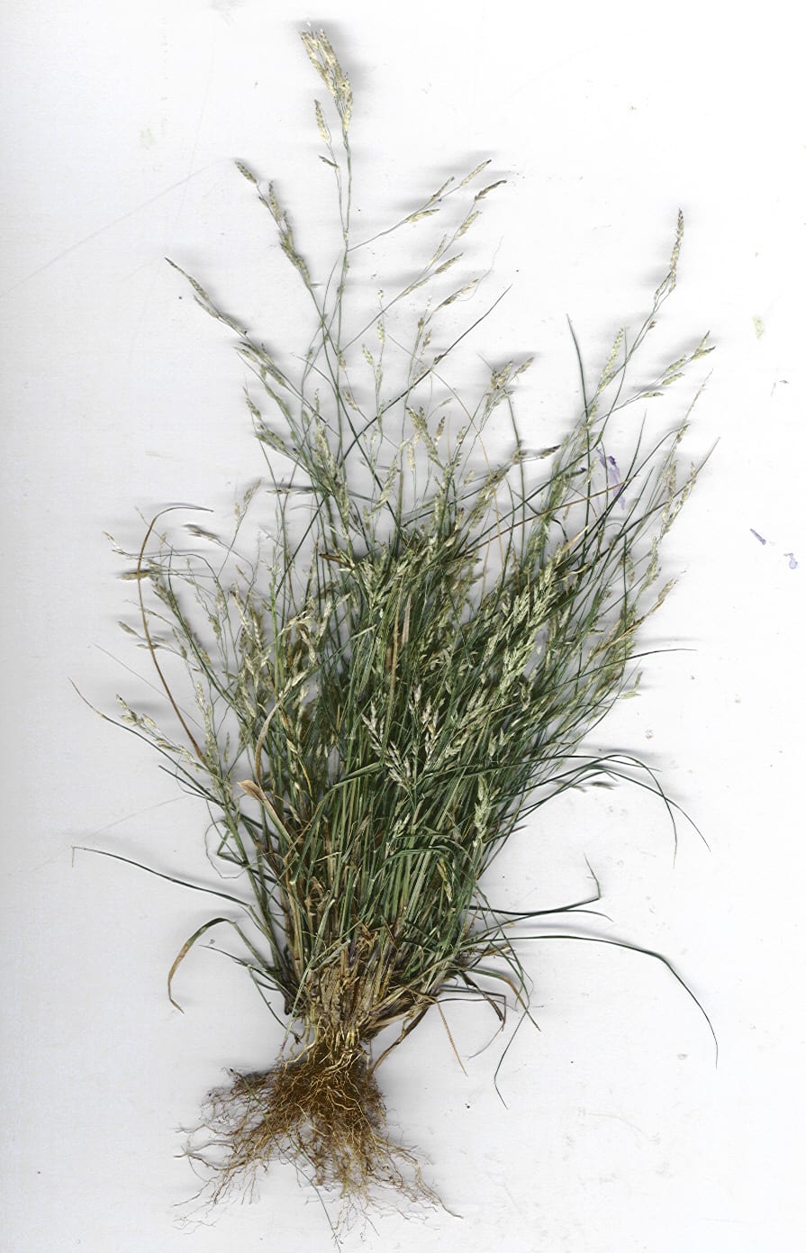 Tufted lovegrass (Eragrostis pectinacea)