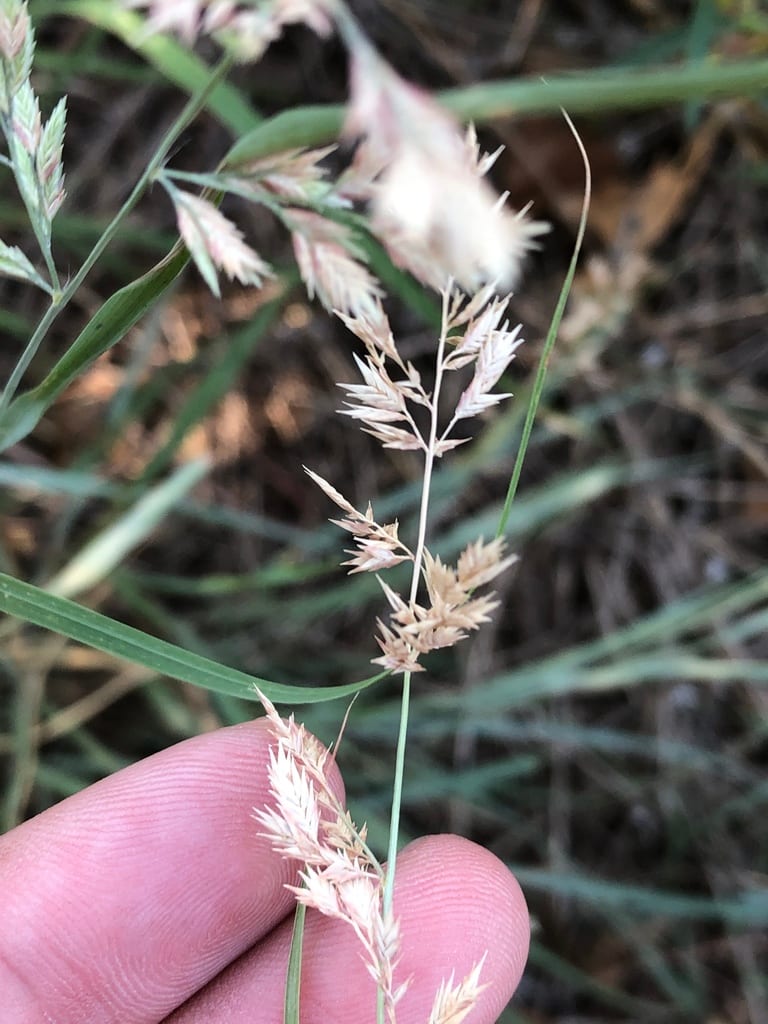 Red lovegrass (Eragrostis secundiflora ssp. oxylepis)
