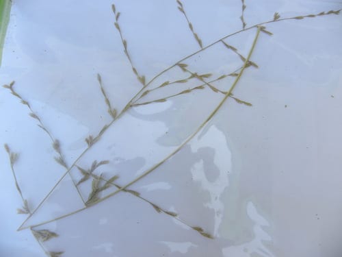 Tumble lovegrass (Eragrostis sessilispica)