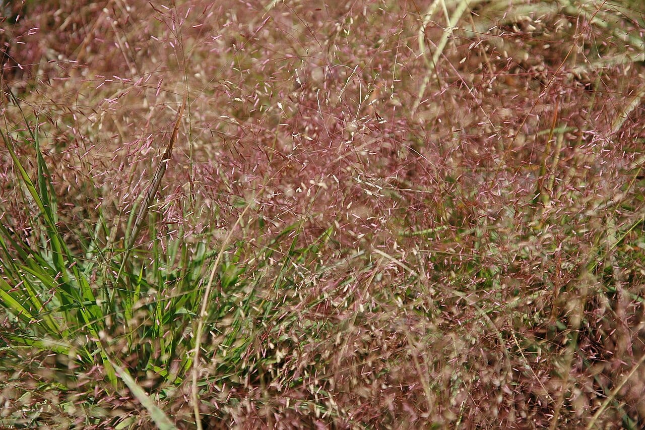Purple lovegrass (Eragrostis spectabilis)
