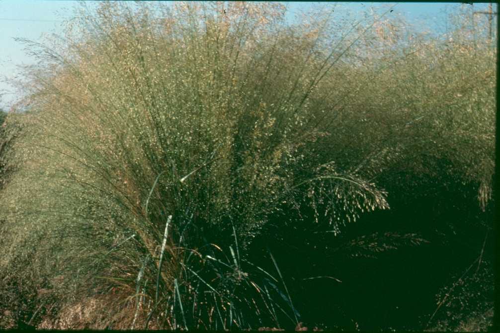 Sand lovegrass (Eragrostis trichodes)