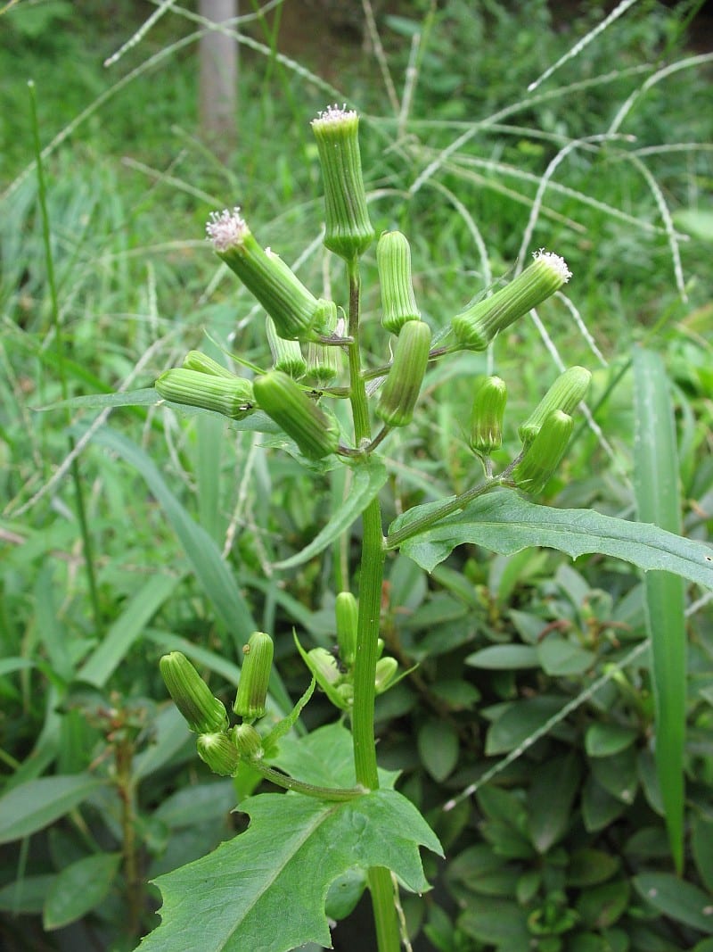 American burnweed (Erechtites hieraciifolius)