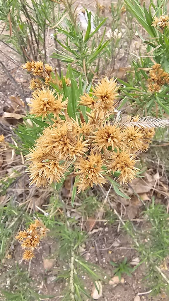 Rubber rabbitbrush (Ericameria nauseosa var. nauseosa)
