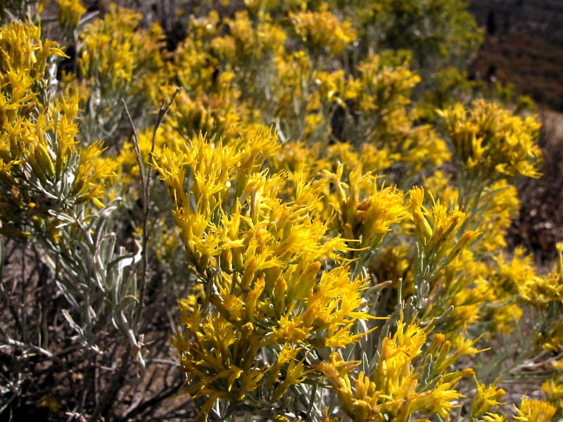 Rubber rabbitbrush (Ericameria nauseosa)