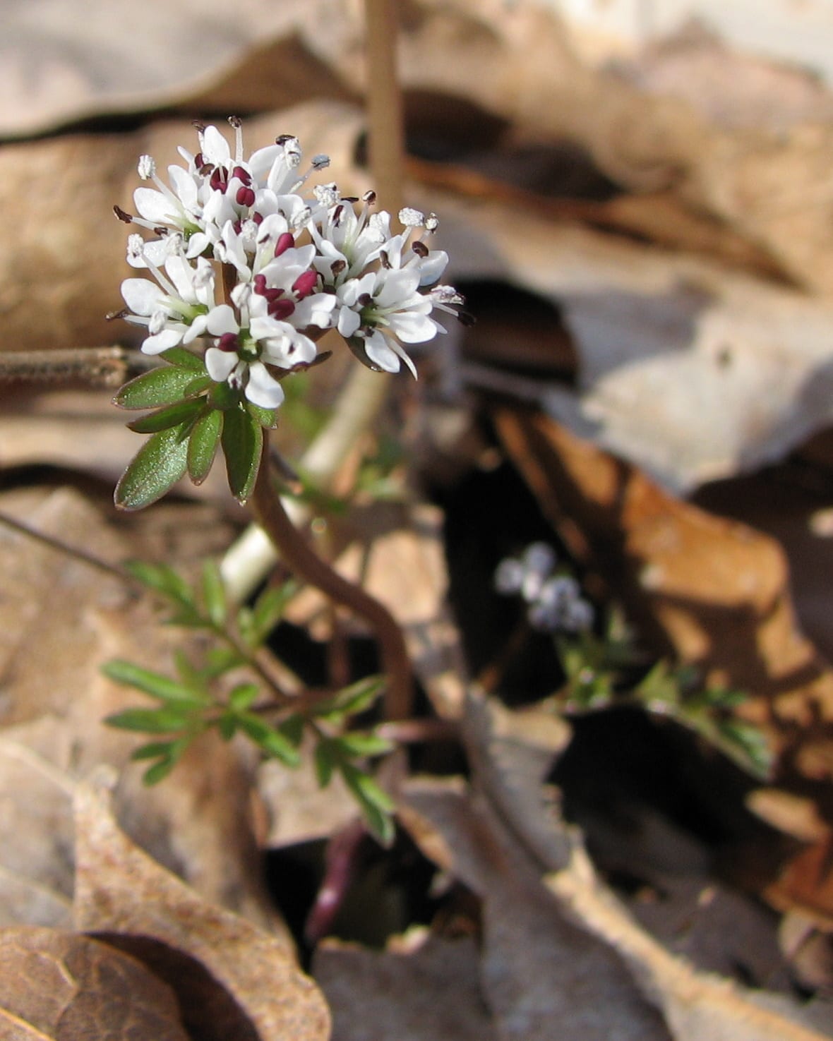 Harbinger of spring (Erigenia bulbosa)