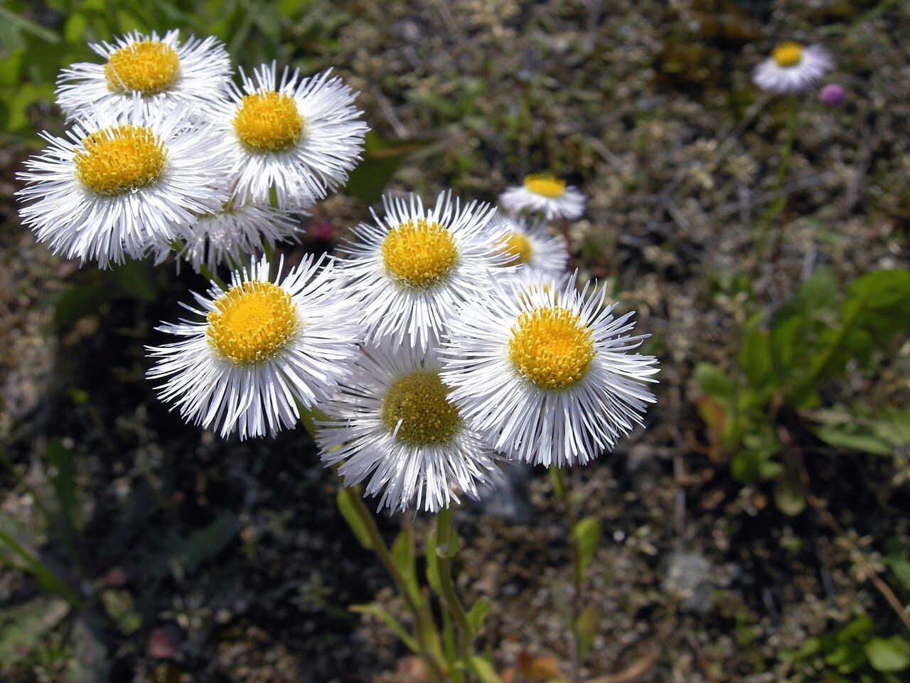 Eastern daisy fleabane (Erigeron annuus)