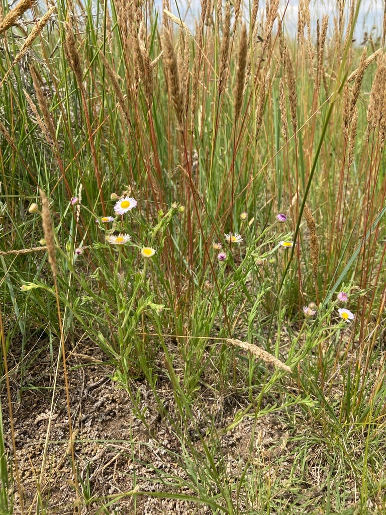 Sand fleabane (Erigeron bellidiastrum var. bellidiastrum)