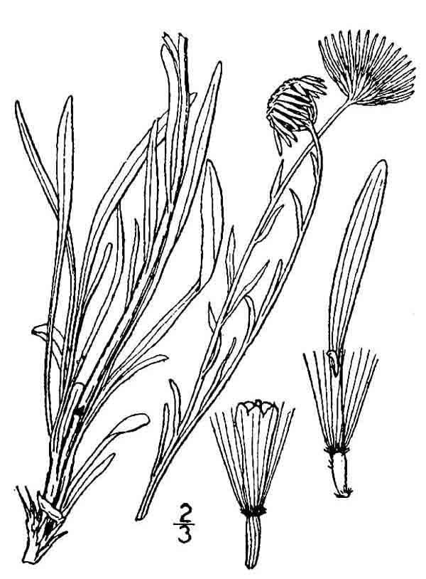 Hoary fleabane (Erigeron canus)