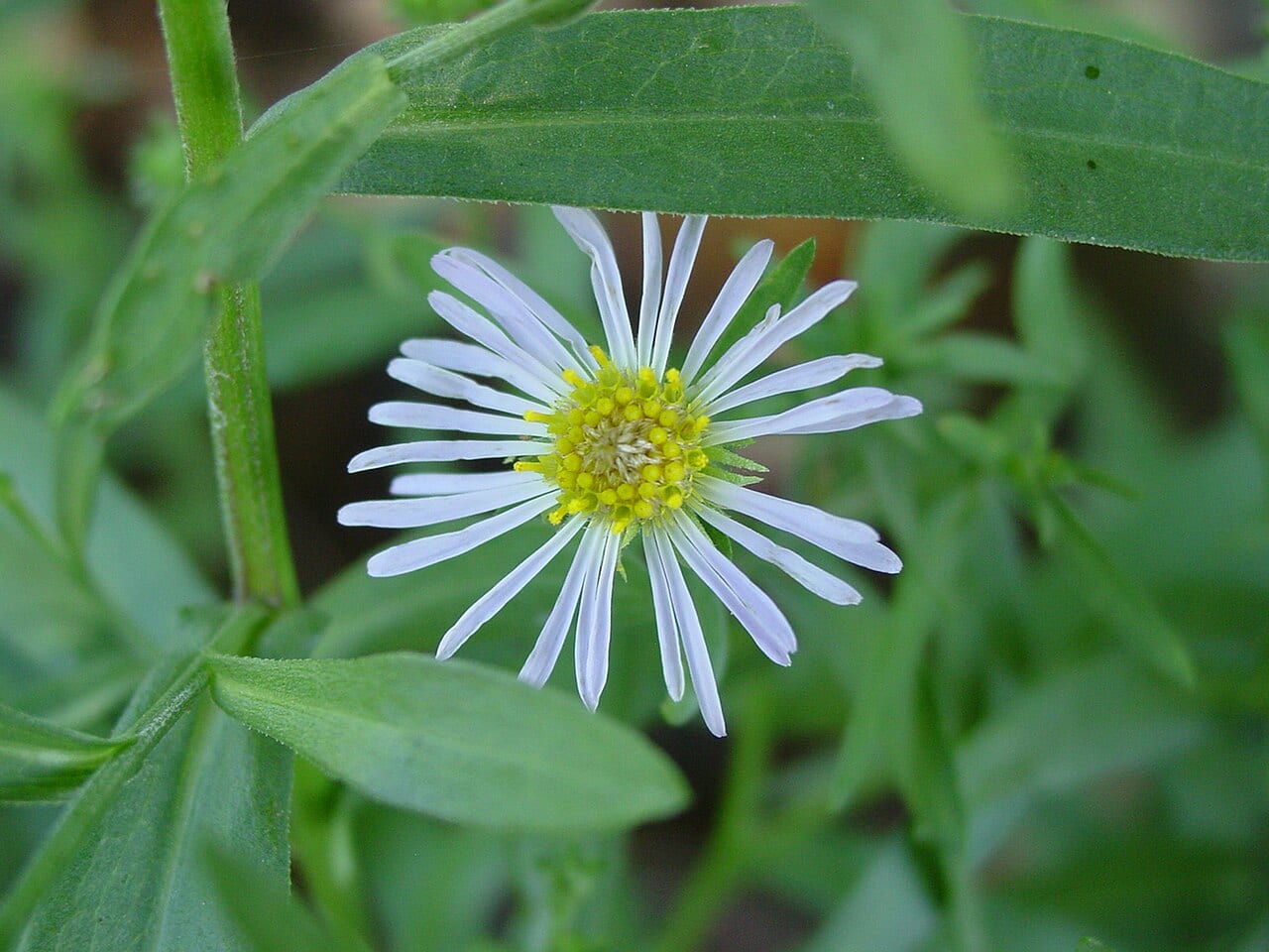 Spreading fleabane (Erigeron divergens)