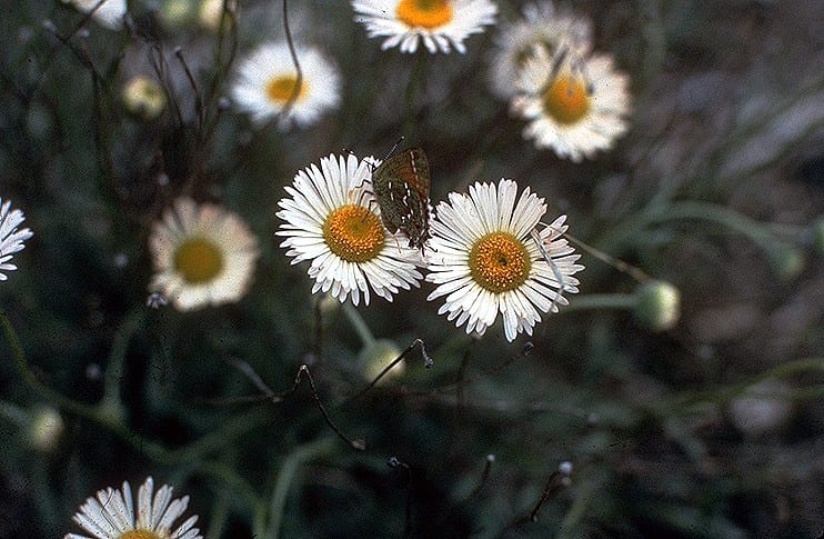 Plains fleabane (Erigeron modestus)