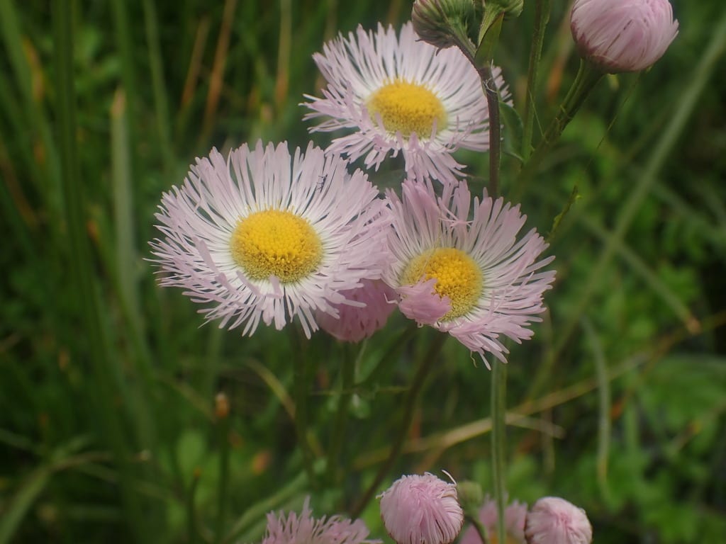 Philadelphia fleabane (Erigeron philadelphicus var. philadelphicus)