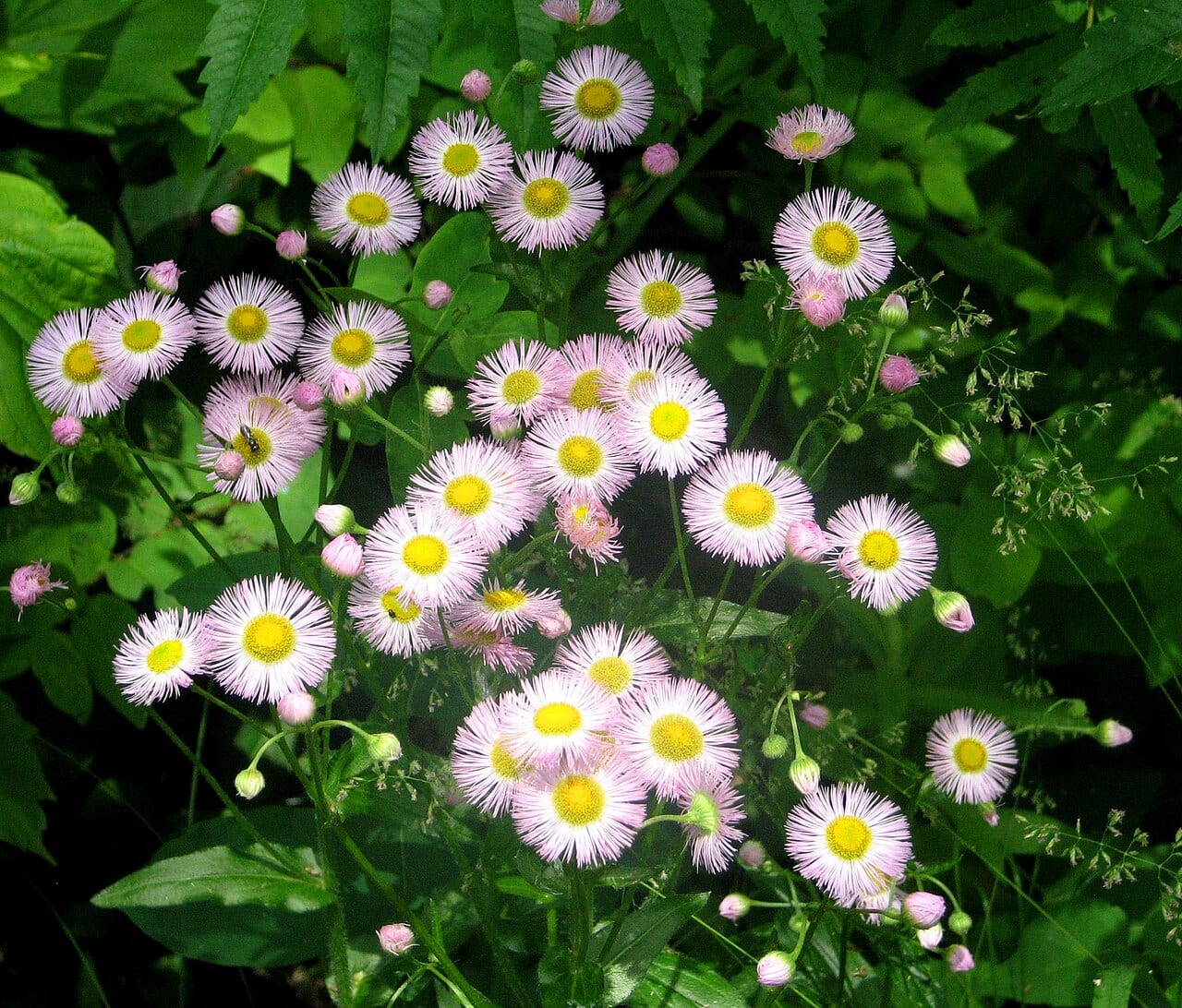 Philadelphia fleabane (Erigeron philadelphicus)