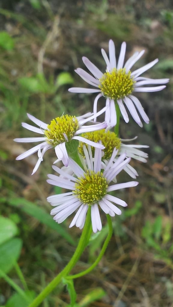 Robin's plantain (Erigeron pulchellus var. pulchellus)