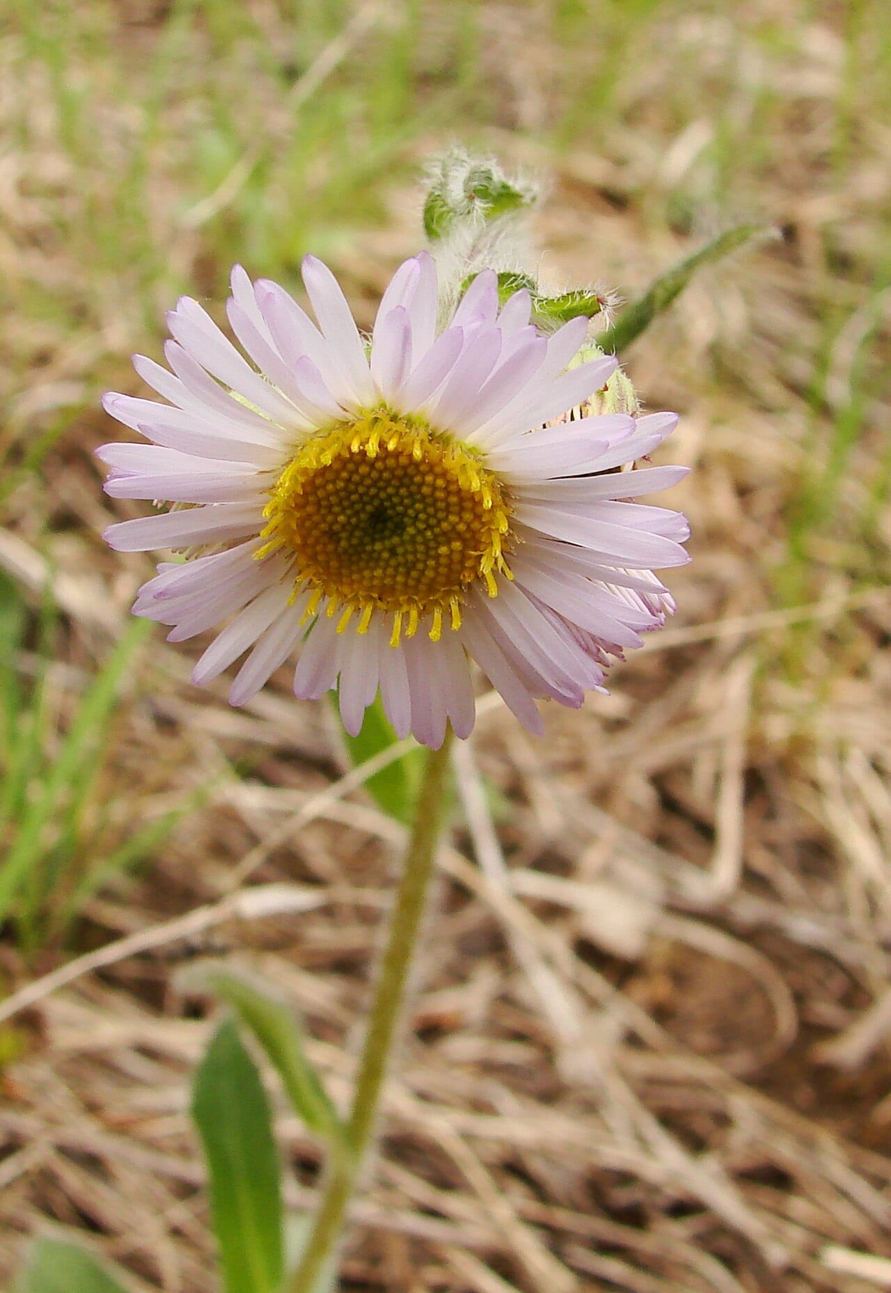 Robin's plantain (Erigeron pulchellus)
