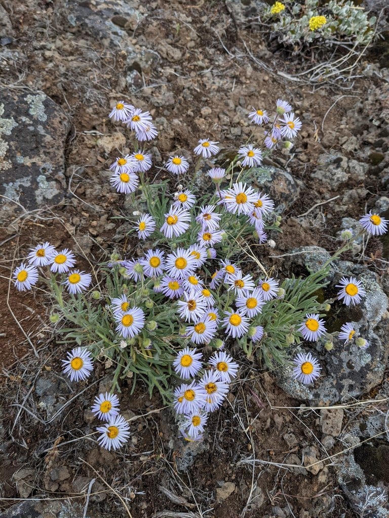 Shaggy fleabane (Erigeron pumilus ssp. pumilus)