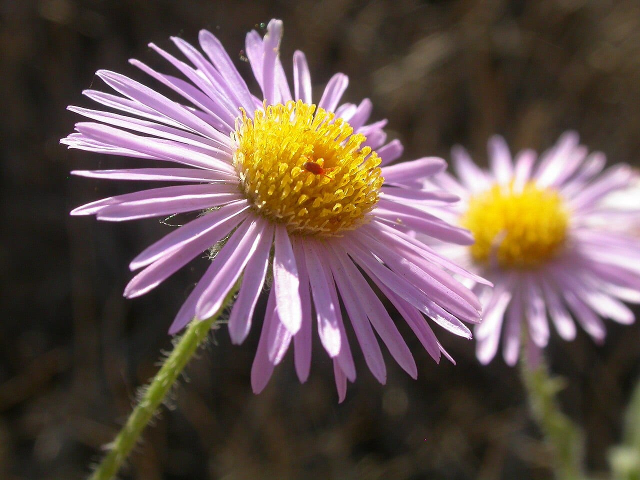 Shaggy fleabane (Erigeron pumilus)