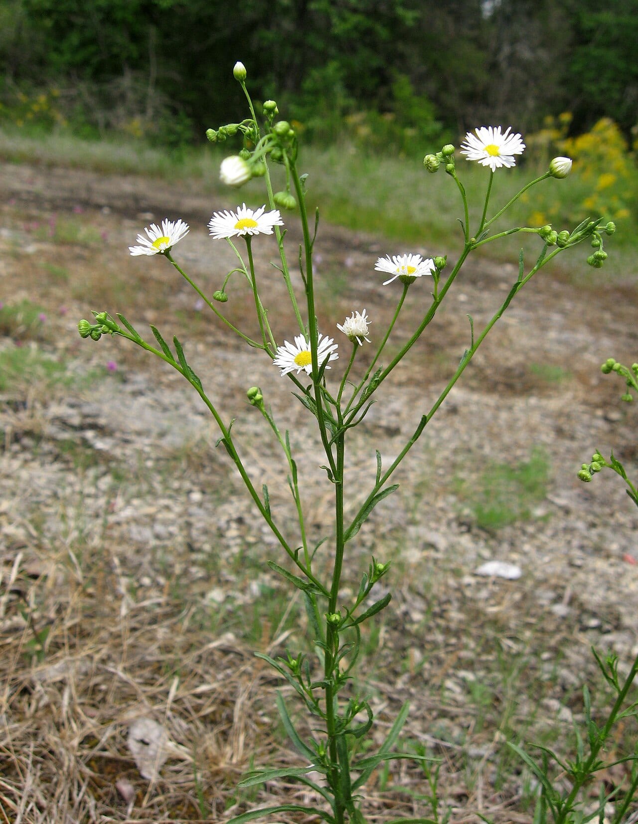 Prairie fleabane (Erigeron strigosus)