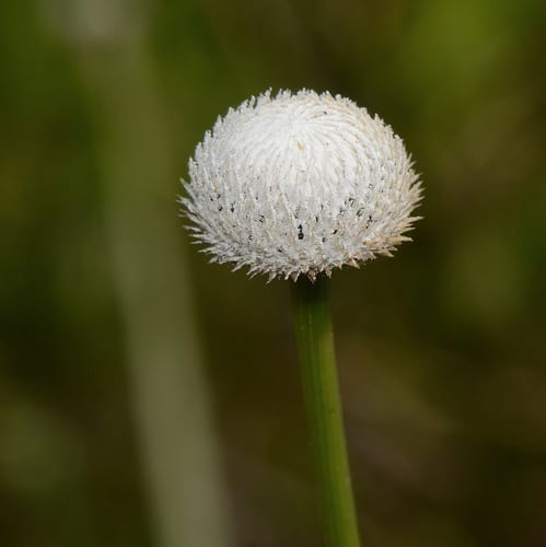 Hard pipewort (Eriocaulon decangulare var. decangulare)