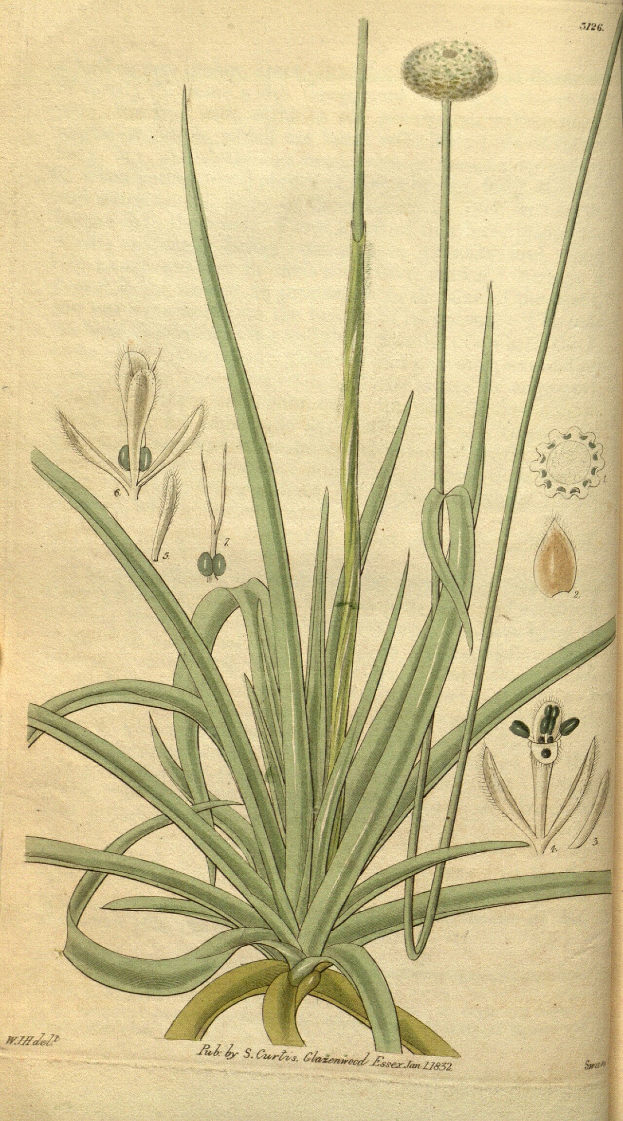 Ten-angle pipewort (Eriocaulon decangulare)
