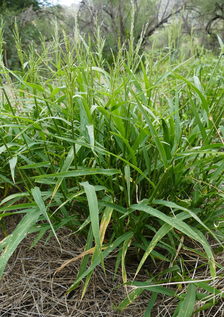 Southwestern cupgrass (Eriochloa acuminata var. acuminata)