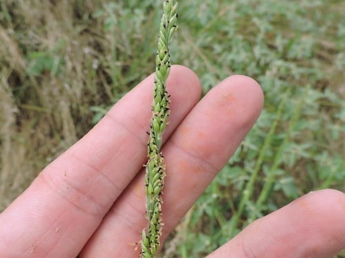 Texas cupgrass (Eriochloa sericea)