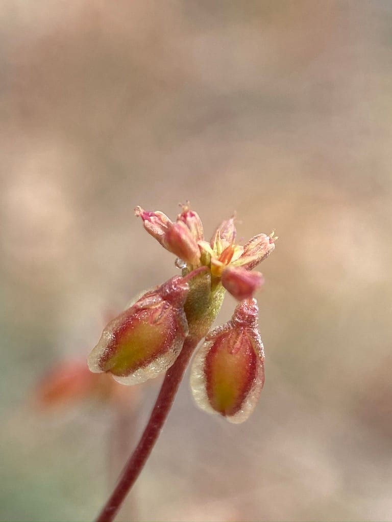 Canadian river wild buckwheat (Eriogonum alatum var. glabriusculum)