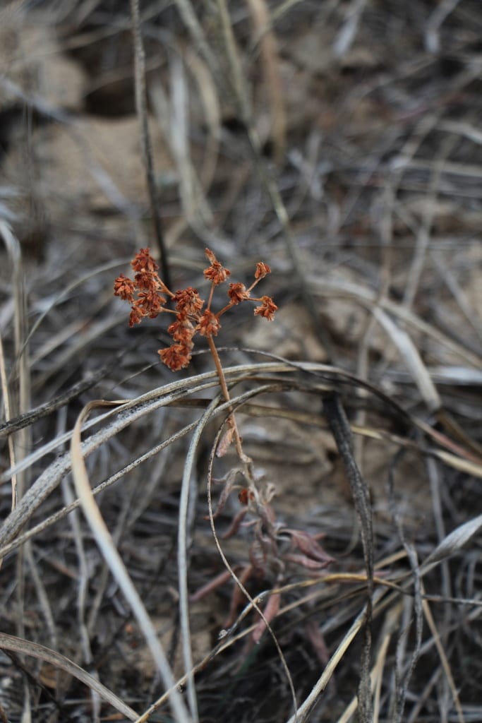 Annual buckwheat (Eriogonum annuum)