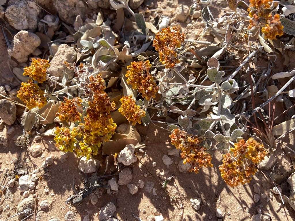 Correll's buckwheat (Eriogonum correllii)