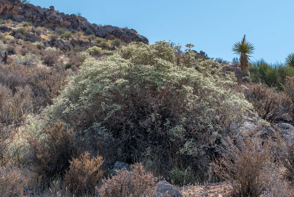 Crispleaf buckwheat (Eriogonum corymbosum var. corymbosum)