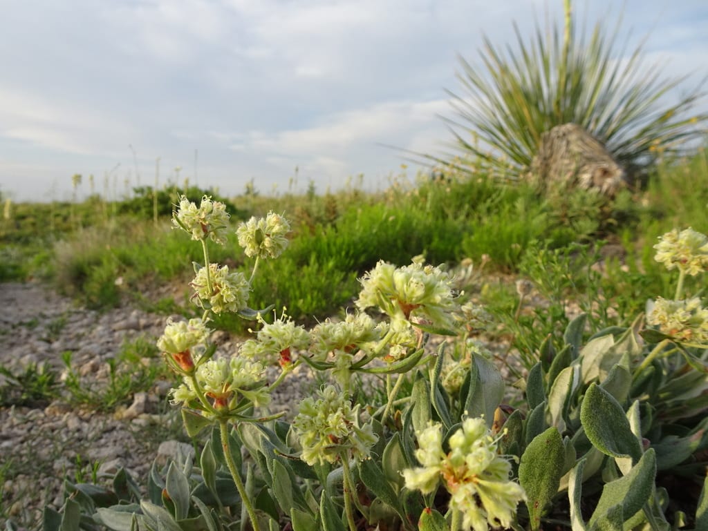 James' buckwheat (Eriogonum jamesii var. simplex)